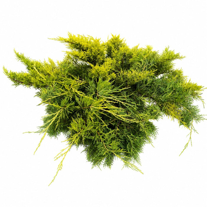 Savin Juniper 'Scandia'