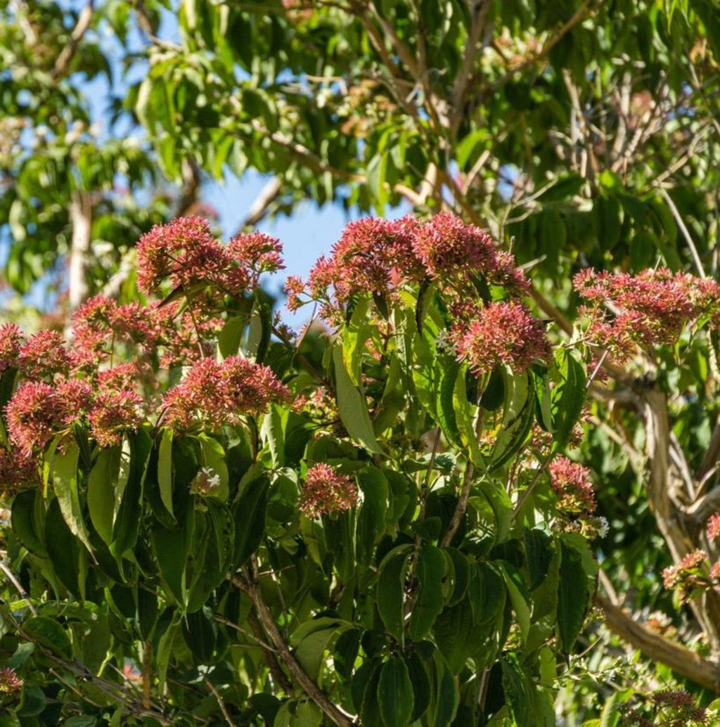 Seven-son flower with clusters of small white flowers and rosy red calyces
