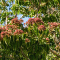 Seven-son flower with clusters of small white flowers and rosy red calyces