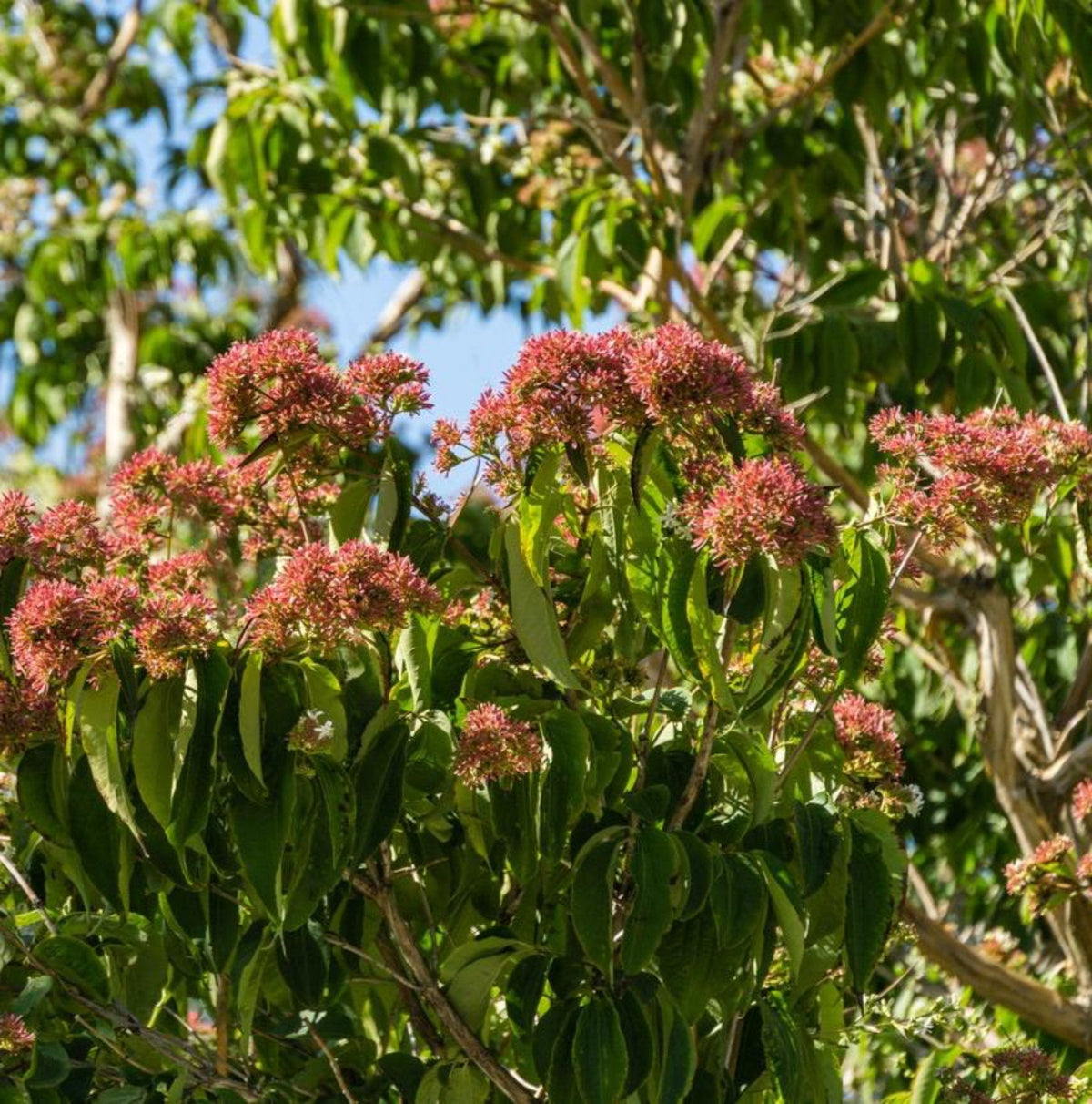 Seven-son flower with clusters of small white flowers and rosy red calyces