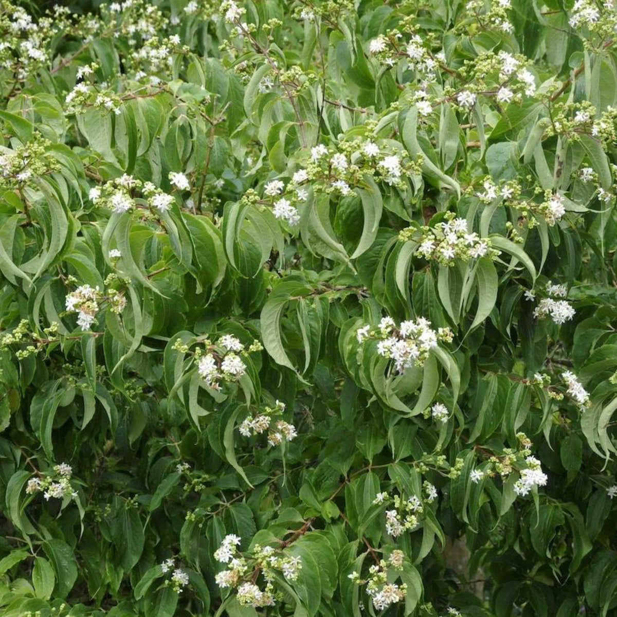 Seven-son flower with clusters of small white flowers and rosy red calyces (view 2)