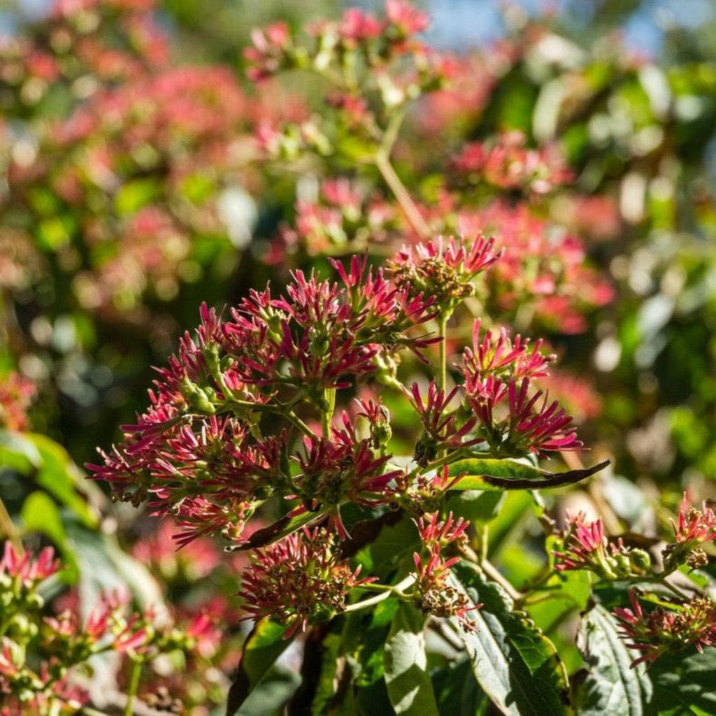Seven-son flower with clusters of small white flowers and rosy red calyces (view 5)