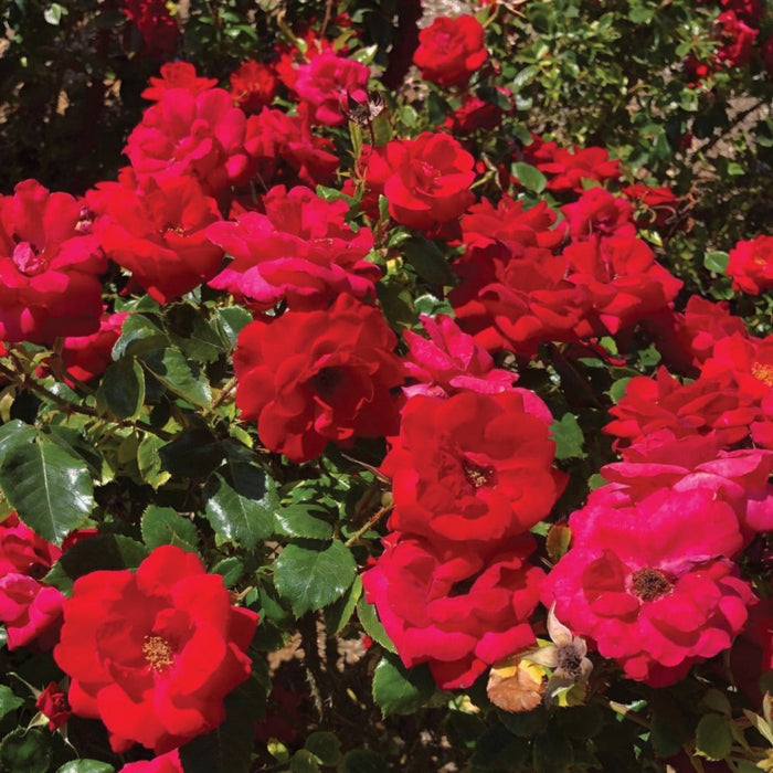 Shrub Rose 'Cinnamon Hearts'