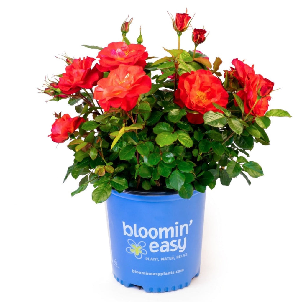 Compact rose shrub with clusters of double cinnamon-pink flowers (view 3)