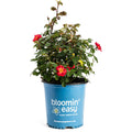 Compact rose shrub with clusters of double cinnamon-pink flowers (view 4)