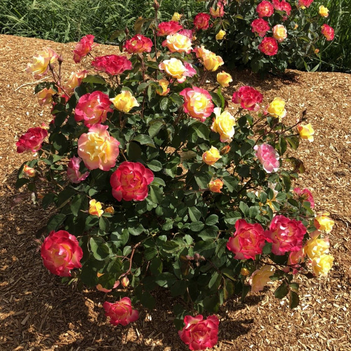 Shrub Rose 'Gumball Goody'