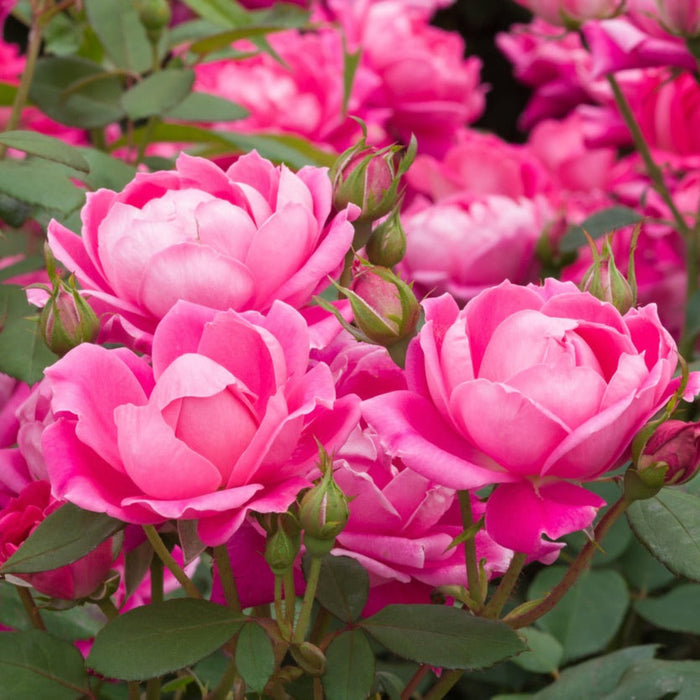 Shrub Rose 'Pink Double'