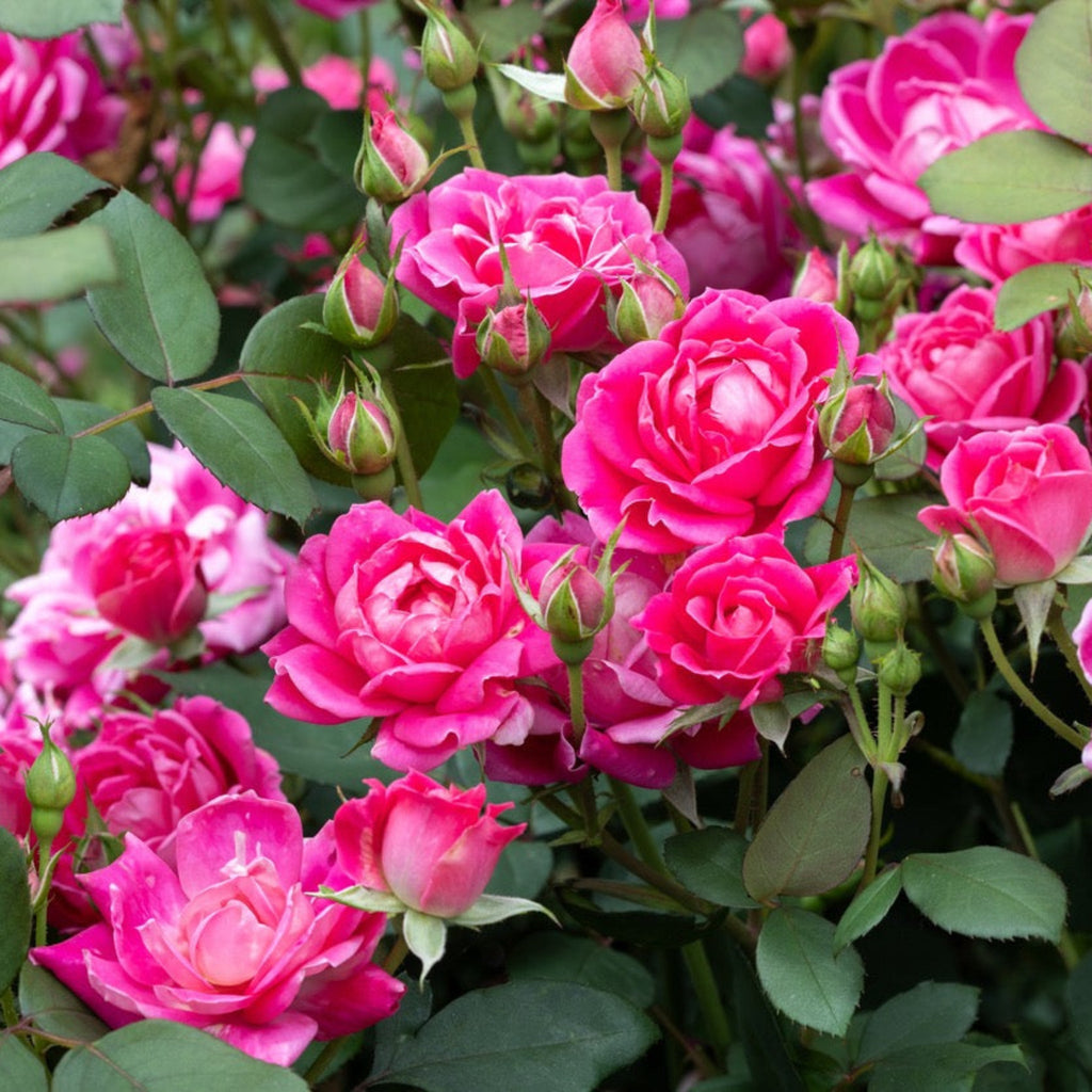 Rounded shrub rose covered in double pink flowers (view 2)