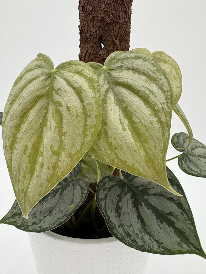 Silver Leaf Philodendron