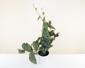Climbing piper with silver heart-shaped leaves and dark green veins