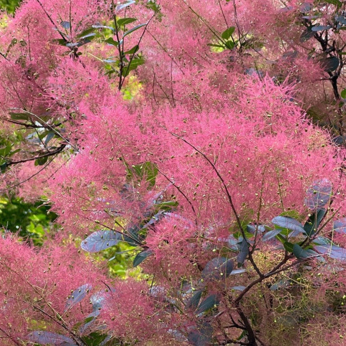 Smoke Bush 'Royal Purple'