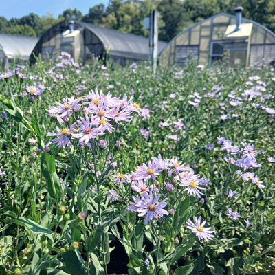 Smooth Aster