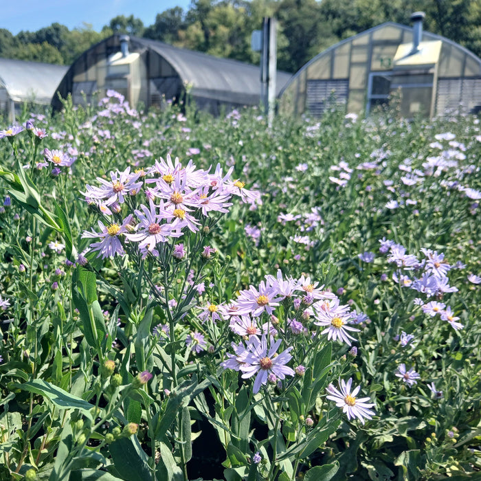 Smooth Aster