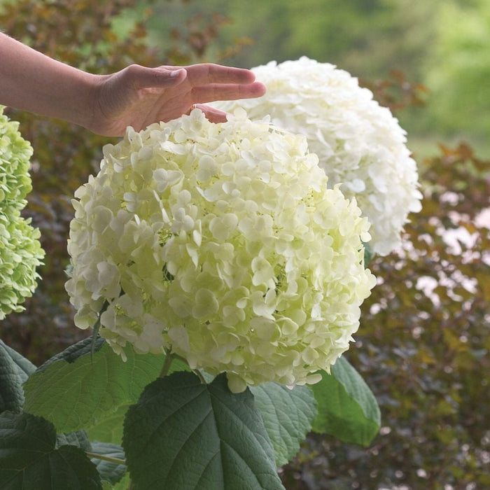 Smooth Hydrangea 'Incrediball'