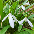 White nodding snowdrop flowers