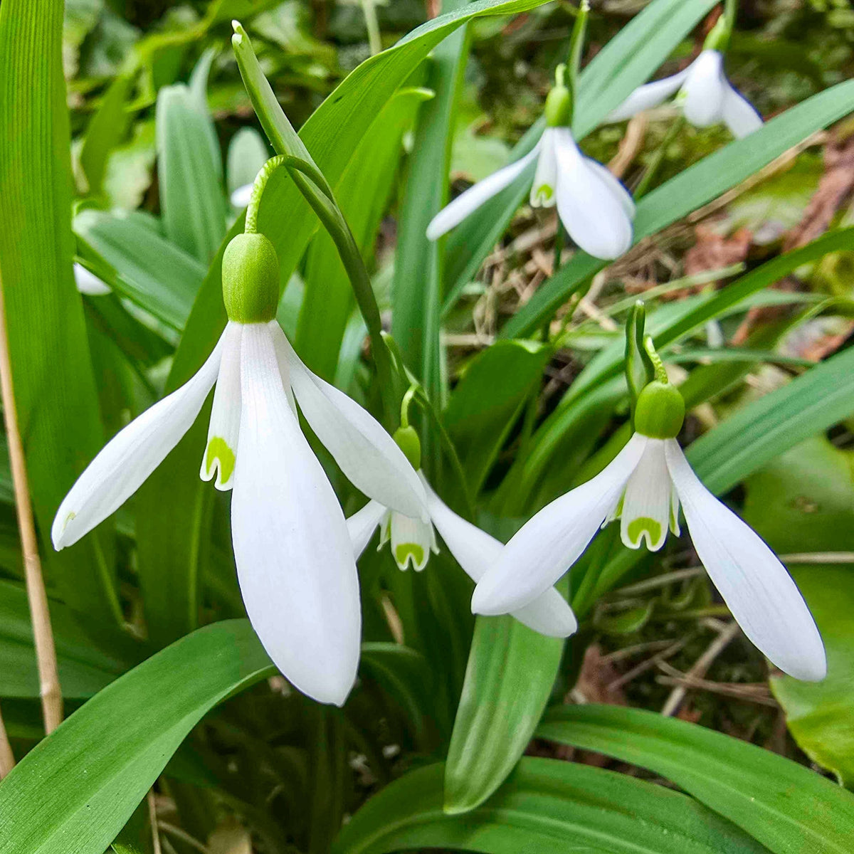 White nodding snowdrop flowers