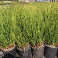 Clump of upright, round dark green rush stems with small brown flower tufts