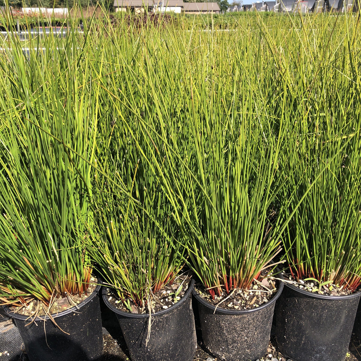 Clump of upright, round dark green rush stems with small brown flower tufts