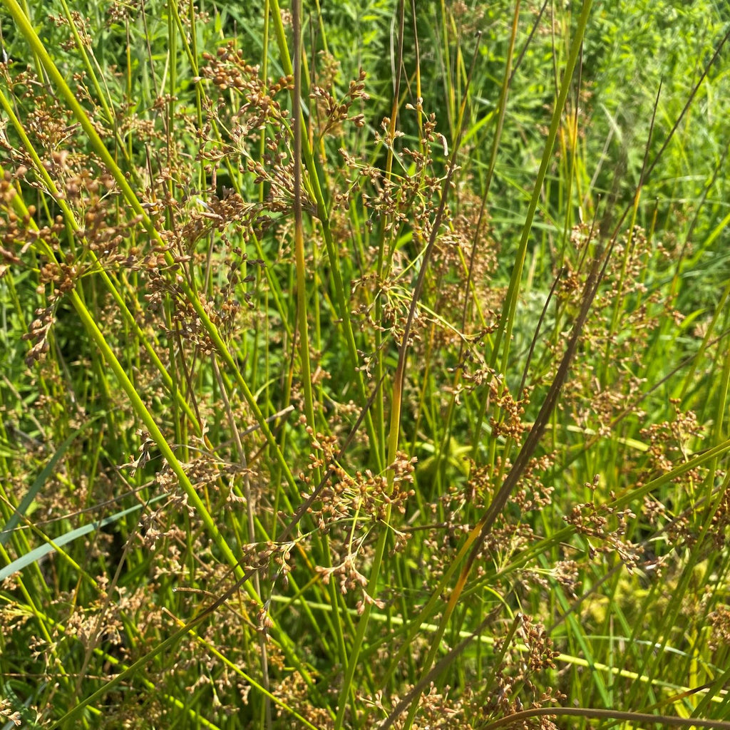 Clump of upright, round dark green rush stems with small brown flower tufts (view 2)
