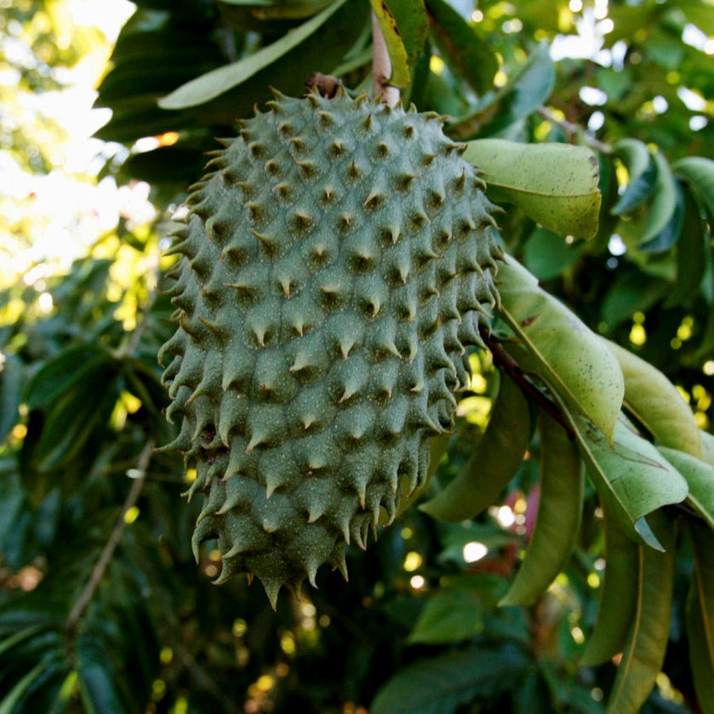 Soursop tree with glossy dark green leaves
