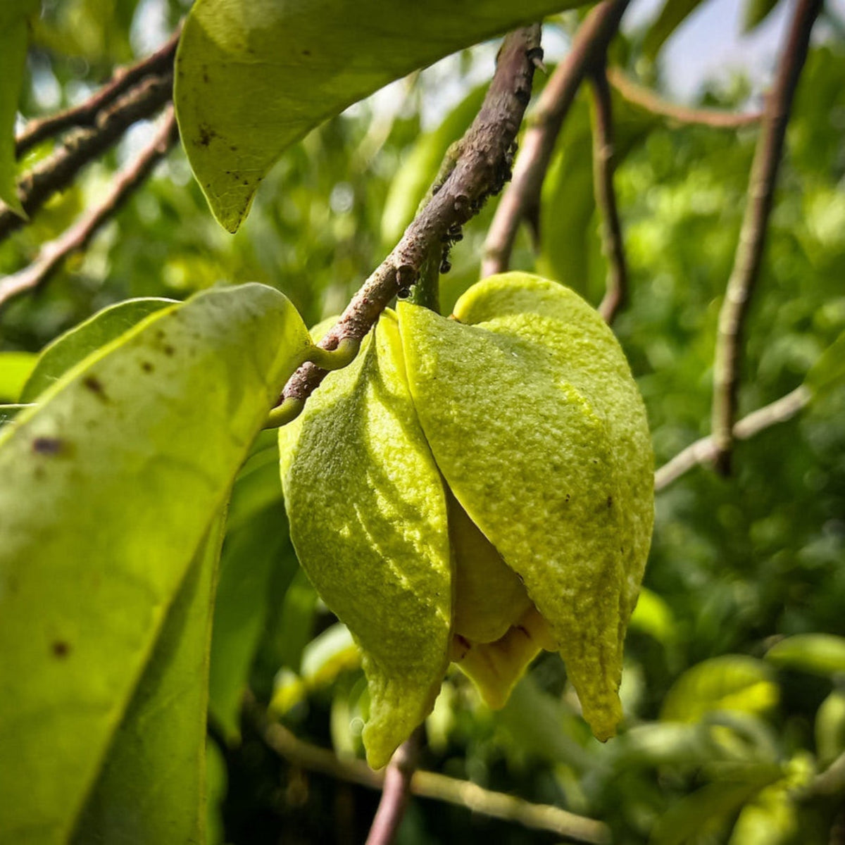 Soursop tree with glossy dark green leaves (view 3)