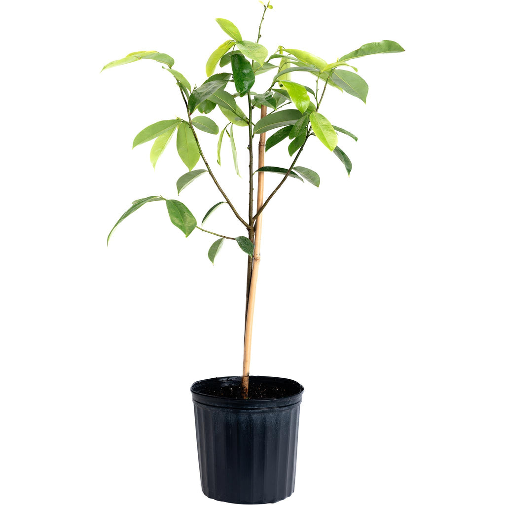 Soursop tree with glossy dark green leaves (view 4)