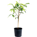 Soursop tree with glossy dark green leaves (view 4)