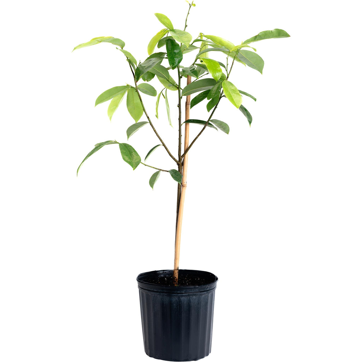 Soursop tree with glossy dark green leaves (view 4)