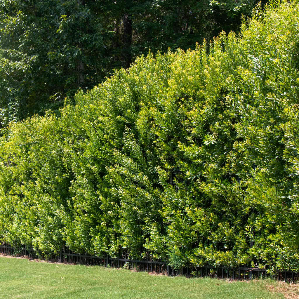 Wax myrtle shrub with narrow olive-green leaves