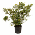 Wax myrtle shrub with narrow olive-green leaves (view 3)