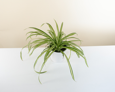 Spider Plant 'Lowcountry'