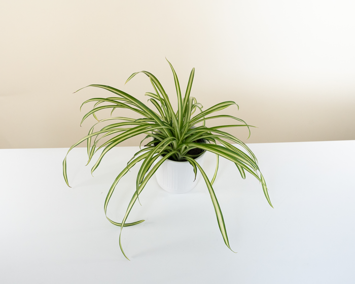 Spider Plant 'Lowcountry'