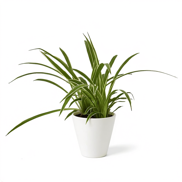 Spider Plant 'Pixie Punk'