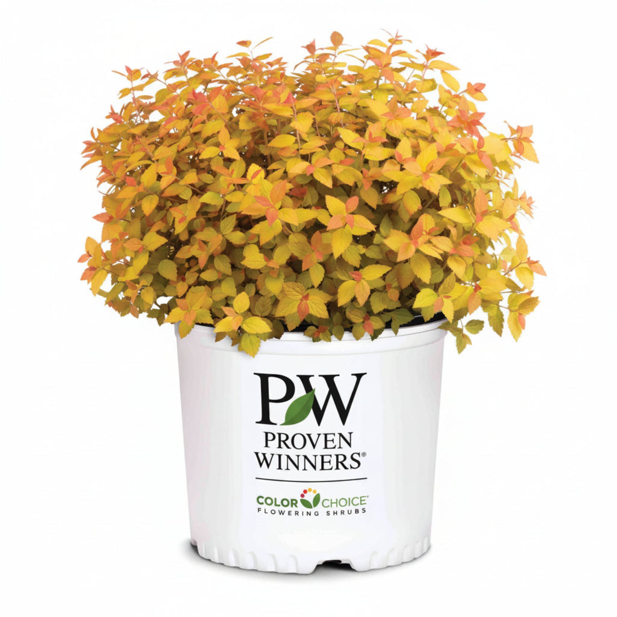 Small spirea with bright yellow foliage and red-orange new growth