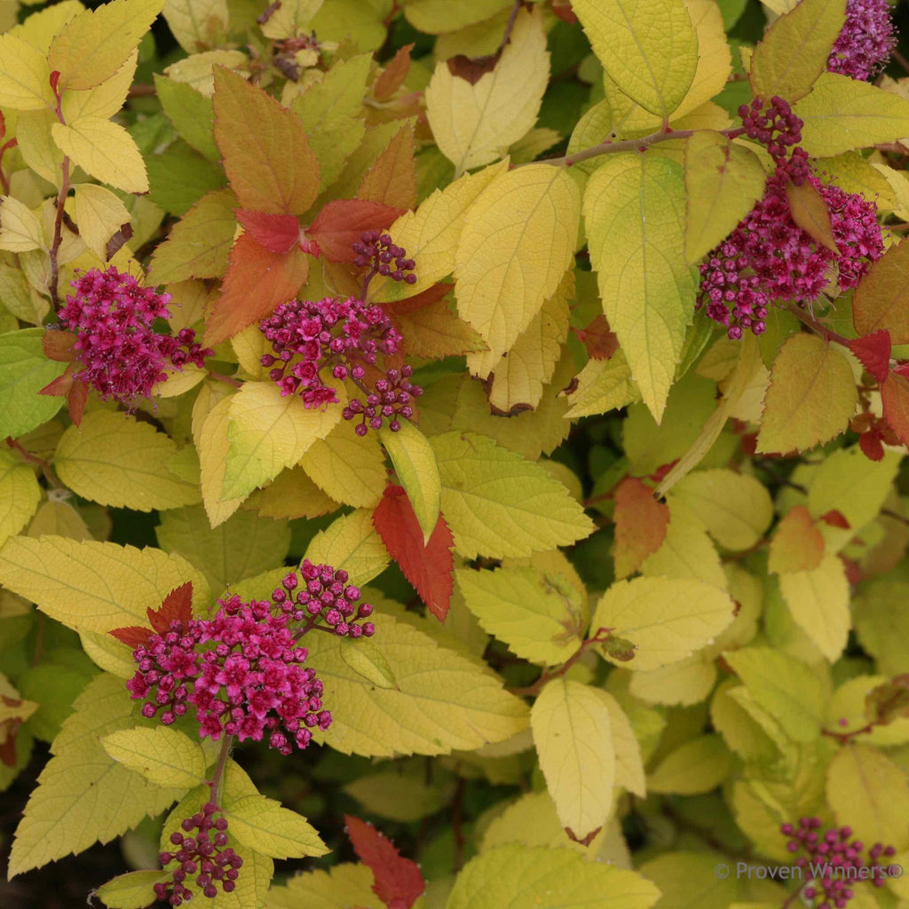 Small spirea with bright yellow foliage and red-orange new growth (view 2)