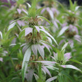 Tiered yellow purple-spotted flowers on pink-lavender bracts