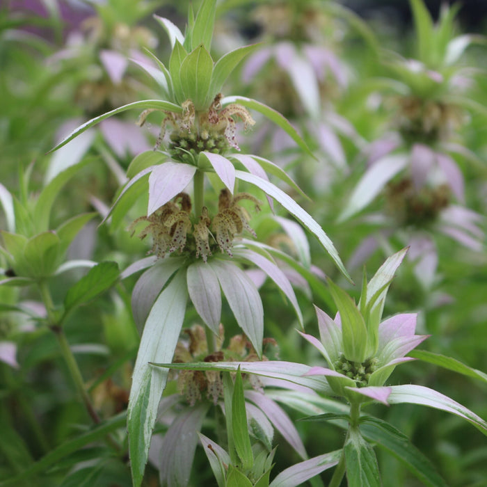 Spotted Bee Balm