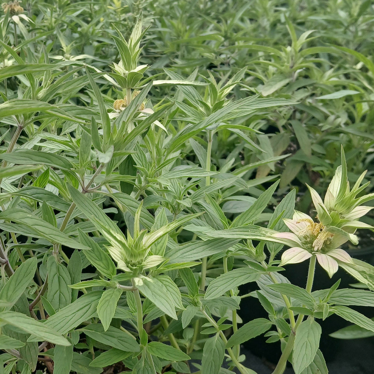Tiered yellow purple-spotted flowers on pink-lavender bracts (view 3)