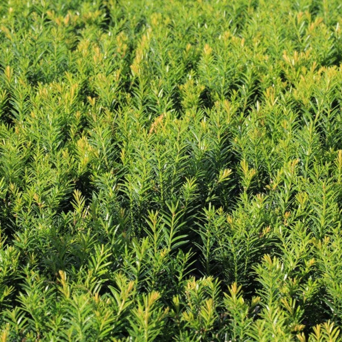 Spreading Yew 'Densiformis'