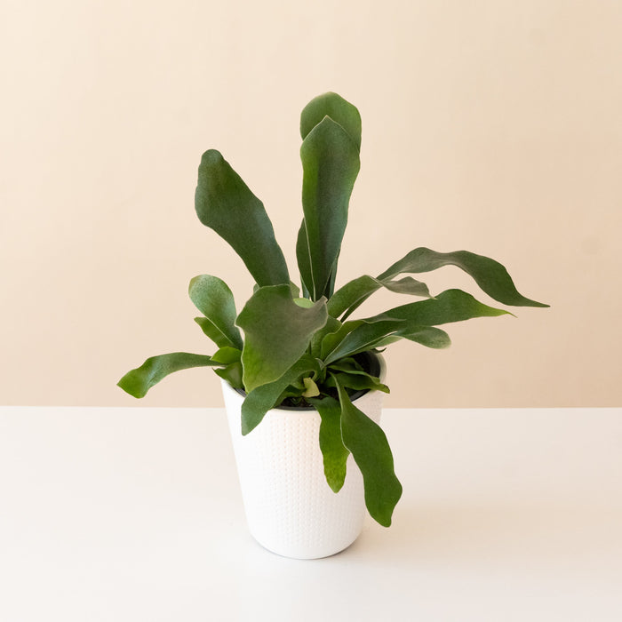 Staghorn Fern 'Sword Dance'