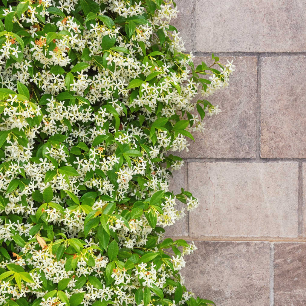 Star jasmine vine with small white star-shaped flowers and glossy leaves