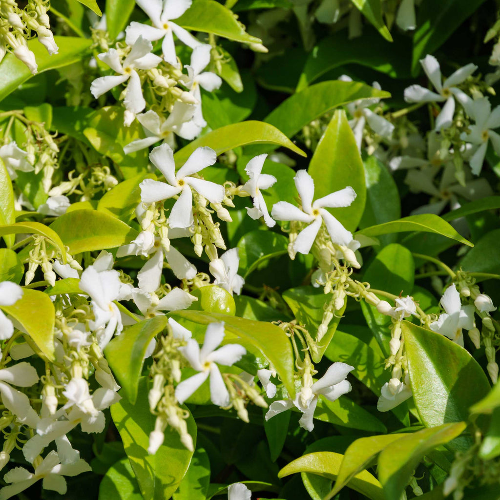 Star jasmine vine with small white star-shaped flowers and glossy leaves (view 2)