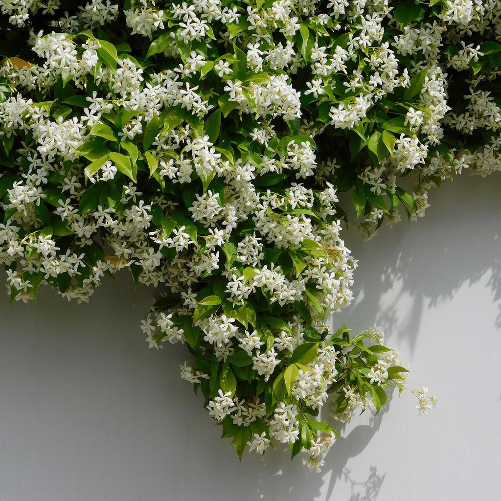 Star jasmine vine with small white star-shaped flowers and glossy leaves (view 3)