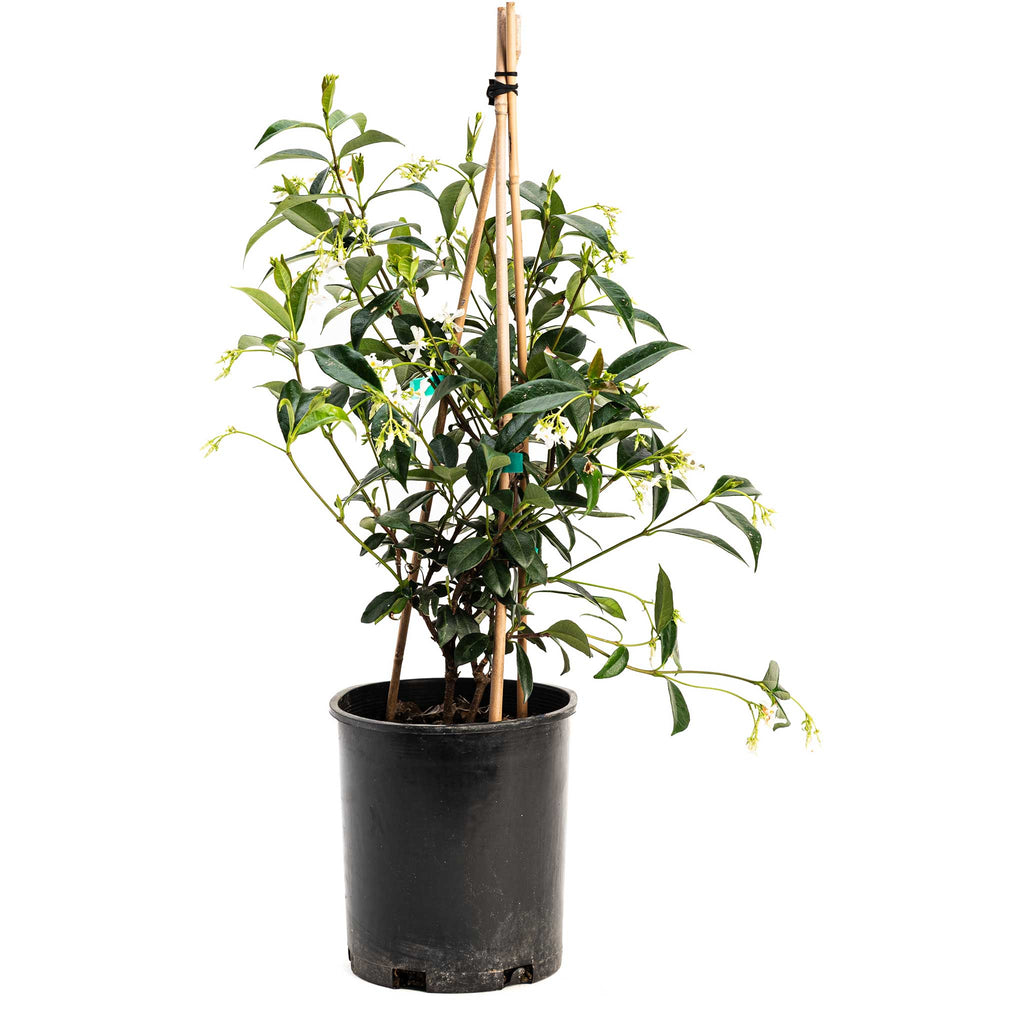 Star jasmine vine with small white star-shaped flowers and glossy leaves (view 4)
