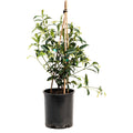 Star jasmine vine with small white star-shaped flowers and glossy leaves (view 4)
