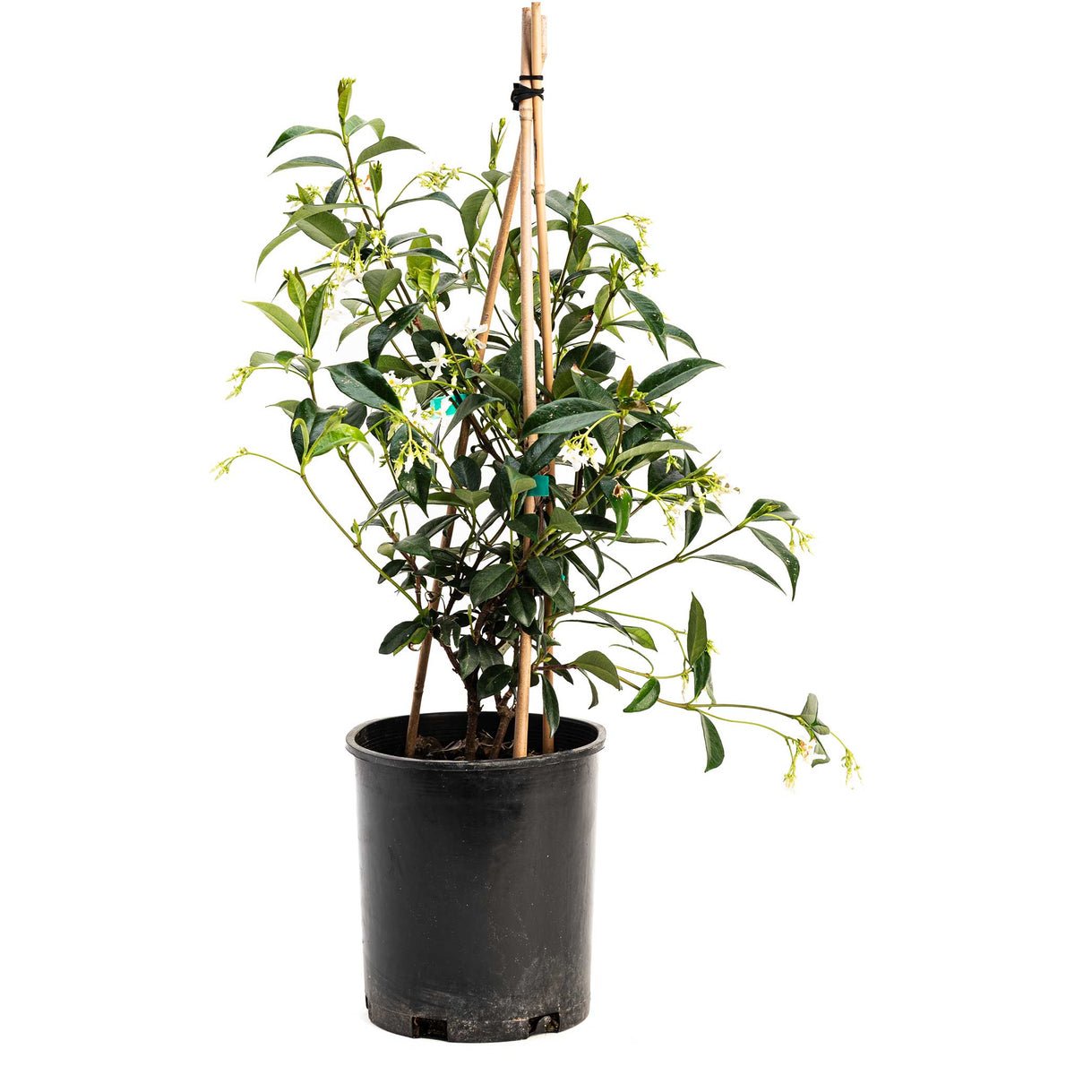 Star jasmine vine with small white star-shaped flowers and glossy leaves (view 4)
