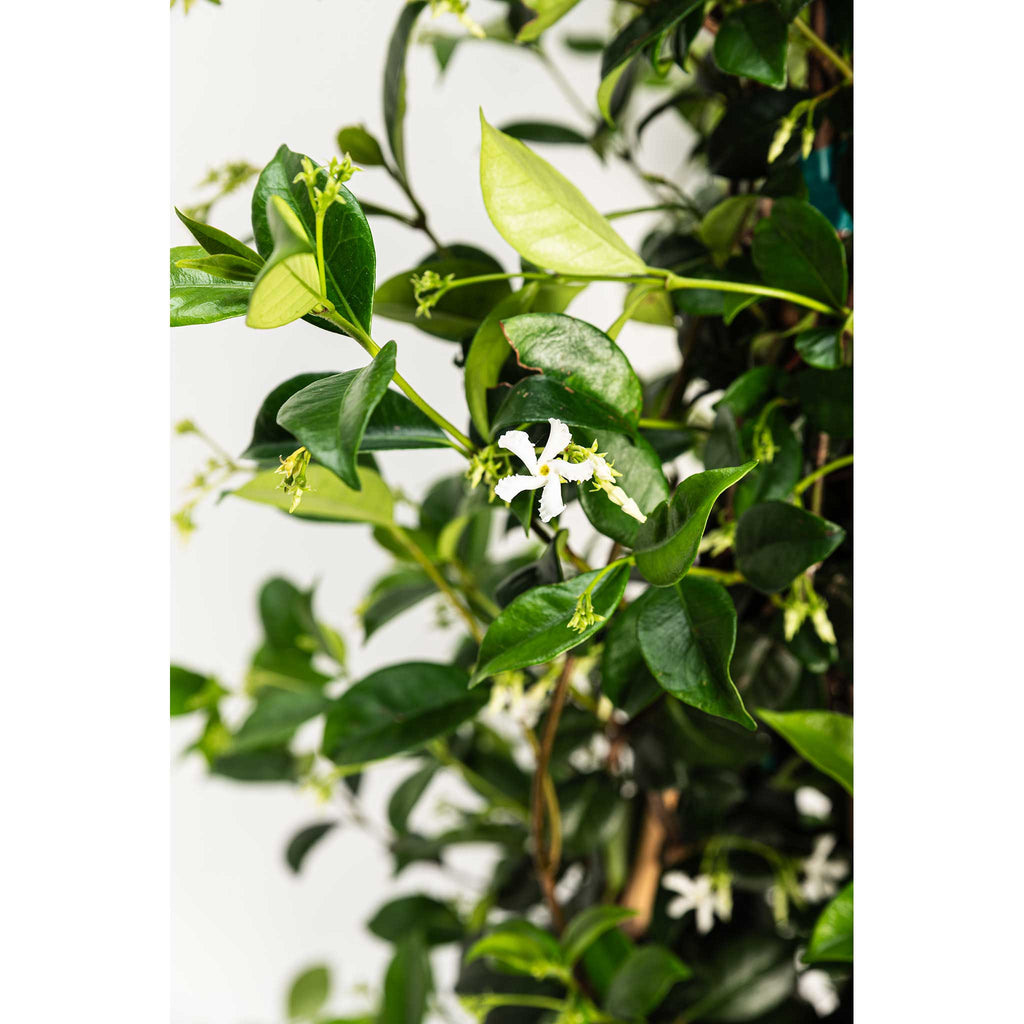Star jasmine vine with small white star-shaped flowers and glossy leaves (view 6)