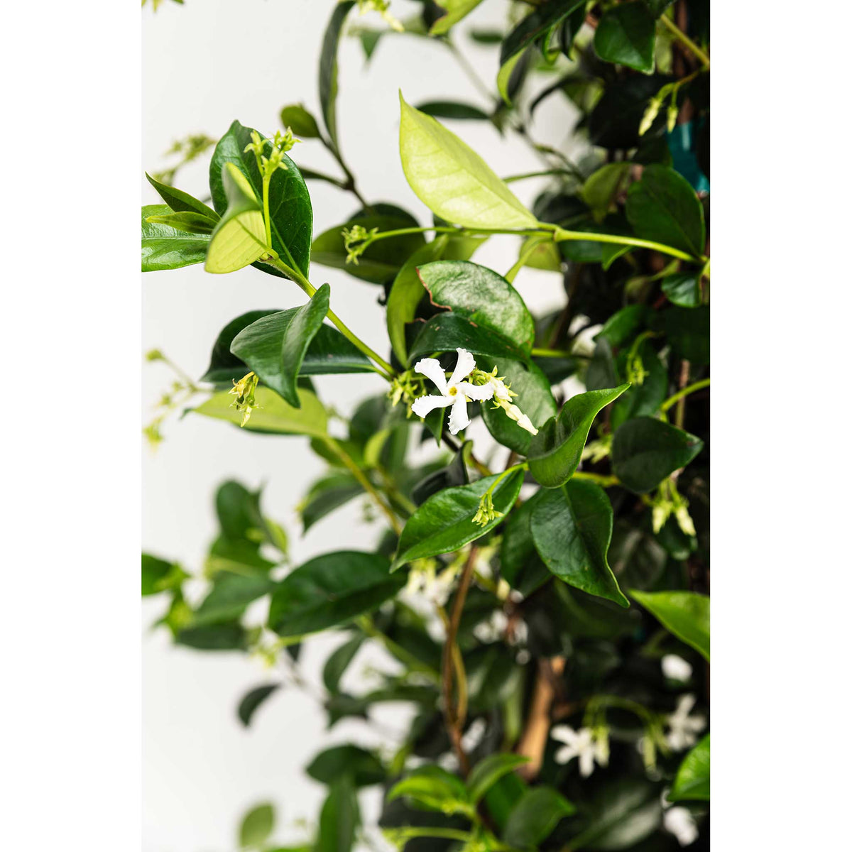 Star jasmine vine with small white star-shaped flowers and glossy leaves (view 6)
