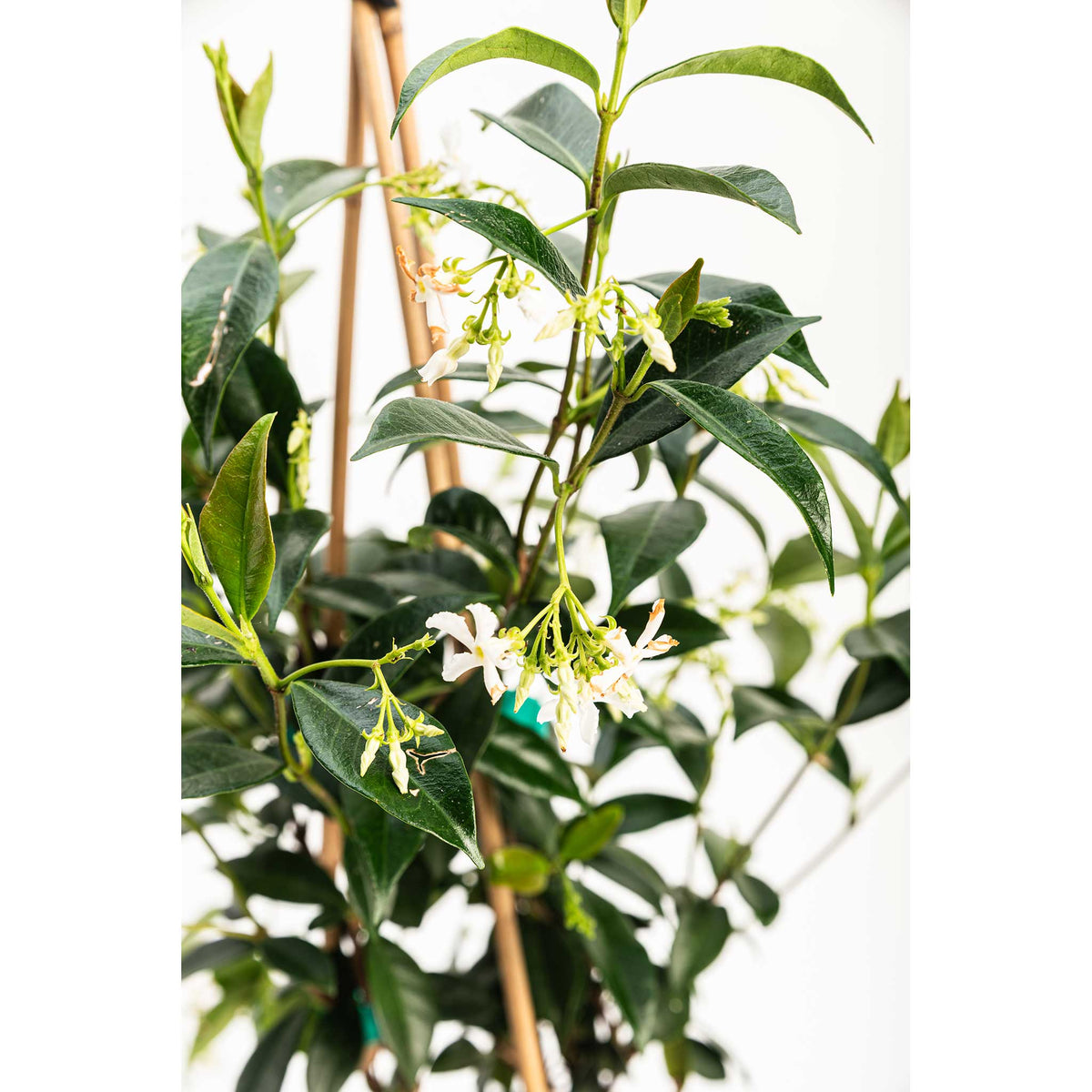 Star jasmine vine with small white star-shaped flowers and glossy leaves (view 7)