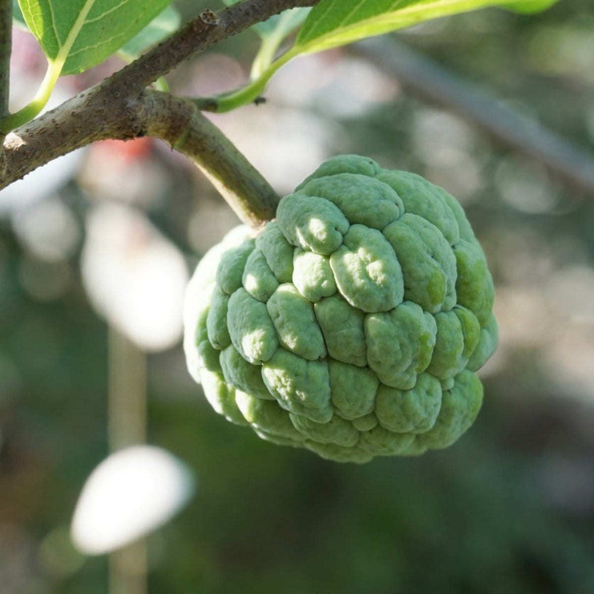 Sugar apple tree with knobby green heart-shaped fruit